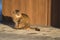 Fluffy street tabby cat basks in the warm sunlight in park