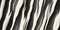 Fluffy stripe monochrome pattern. Seamless zebra fur textures. Black and white striped hairy background