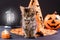 Fluffy striped cat near a witch's hat, pumpkin and lantern on a black background. Halloween animals.