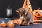 Fluffy striped cat near a witch's hat, pumpkin and lantern on a black background. Halloween animals.