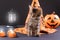 Fluffy striped cat near a witch's hat, pumpkin and lantern on a black background. Halloween animals.