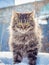 Fluffy striped cat outdoors in winter in sunny weather_