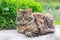 A fluffy striped cat sits at the lawn with grass_