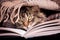 A fluffy striped cat is under the wraps near the book. Reading your favorite book_