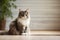 fluffy, striped cat with a white chest sits on a light beige floor against a modern wall with a vase and plant