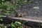 A fluffy striped Chipmunk looks into the distance.