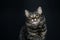 fluffy tabby cat on a black background. Green eyes squint, arrogant, impudent cat. smart looking cat