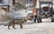 A fluffy tabby cat crossing the earth road and tractor and houses in background in a village, in Turkey. Concept of stop for