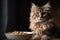 Fluffy tabby kitten sitting near the bowl of pet food. Dark background