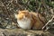 A fluffy tabby stray cat is sunbathing on the wall