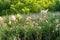 Fluffy thistle on meadow