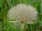 Fluffy Thistle Seed Head in Late Summer