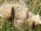 Fluffy Thistle seed heads