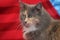 Fluffy three-colored cat closeup lies on a red