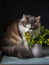 Fluffy three-colored cat sniffs flowers in a bouquet of yellow flowers