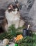 A fluffy tortoiseshell cat sits on the table. Tea in a gray cup and cookies on a saucer on the table, decorated with fir branches