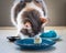 Fluffy tortoiseshell cat tries an egg lying on a blue plate