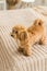 Fluffy toy poodle stand on bed with brown cover