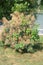 Fluffy tree at dry sunny day