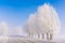 Fluffy tree poplar. The branches of the tree are covered with thick white frost. On the winter road, there are trees under a blue