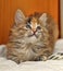 Fluffy tri-color kitten in a cattery