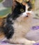 Fluffy tricolor cat mestizo persian on the sofa at home