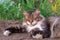 Fluffy tricolour male cat in the garden. From above motley gorgeous cat is lying on a land in the garden. Having resting with