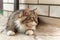 Fluffy tricolour male cat on street. From above motley gorgeous cat with green eyes lying on street near wall looking away