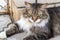 Fluffy tricolour male cat on street. From above motley gorgeous cat lying on street near wall looking away