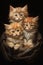 Fluffy Trio: A Closeup Portrait of Three Kittens in a Basket, Me