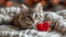 A fluffy Valentine's Day gift. Cute fluffy kitten playing With Red Heart Valentine's card on white plaid