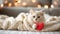 A fluffy Valentine's Day gift. Cute fluffy white kitten playing With Red Heart Valentine's card on white