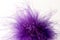 Fluffy violet feathers on white studio background