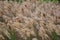 Fluffy wheat stems blowing in the wind