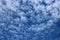 Fluffy white altocumulus clouds in blue sky
