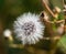 Fluffy white blowball on green background, close up