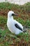 Fluffy white blue-footed booby chick