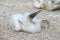 Fluffy white blue-footed booby chick