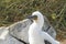 Fluffy white blue-footed booby chick