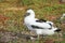 Fluffy white blue-footed booby chick