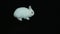 Fluffy white bunny rabbit