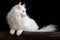 fluffy white cat on black background.