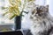 Fluffy white cat with a bouquet of Mimosas on the window