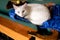 A fluffy white cat with different eyes lies on a billiard table