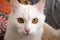 fluffy white cat rests on a grey sofa near an orange pillow