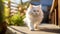 fluffy white cat walking on an alley. Blurred background