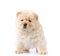 Fluffy white chow-chow puppy, isolated on white background