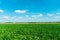 Fluffy white clouds over a young agricultural field. Hilly fields against the background of the forest illuminated by the setting