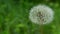 Fluffy white common dandelion, wind and bird noises