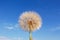 Fluffy white dandelion against blue sky